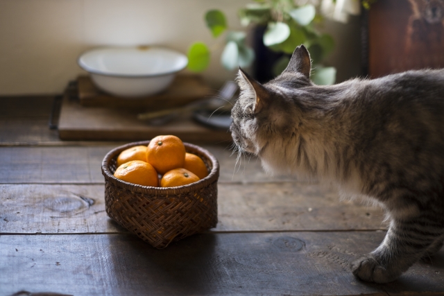 猫にフルーツを与えても大丈夫?食べられる種類と危険なものを一覧解説! 6 aa8ca211b7215f6edb31778014048f6e