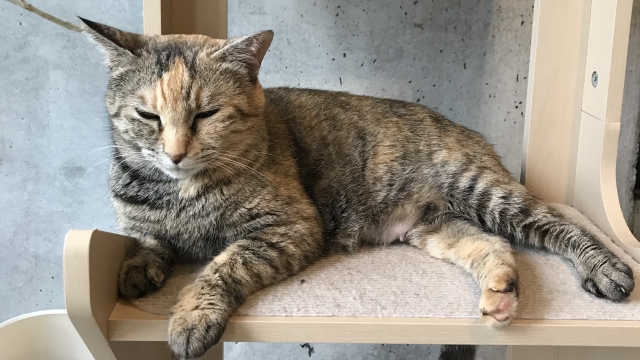 594567dc2ee82e40663c222c40d72012