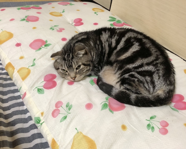 8c8da57a694d69ff9d390df6fb07f4e2