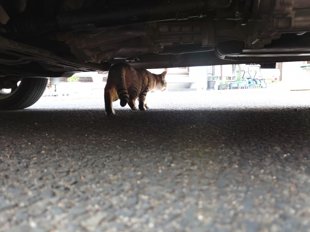 「猫バンバン」の正しいやり方は?車と小さな命を守るためにできること 2 e2427b9a21fa202f9d9a282981e0a874