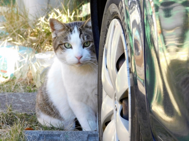 「猫バンバン」の正しいやり方は?車と小さな命を守るためにできること 4 51b60be2c51ded5b439ac0e2731b19e1