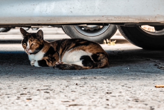 「猫バンバン」の正しいやり方は?車と小さな命を守るためにできること 5 1092aed637a9a12d1d009e28c22cfe8d