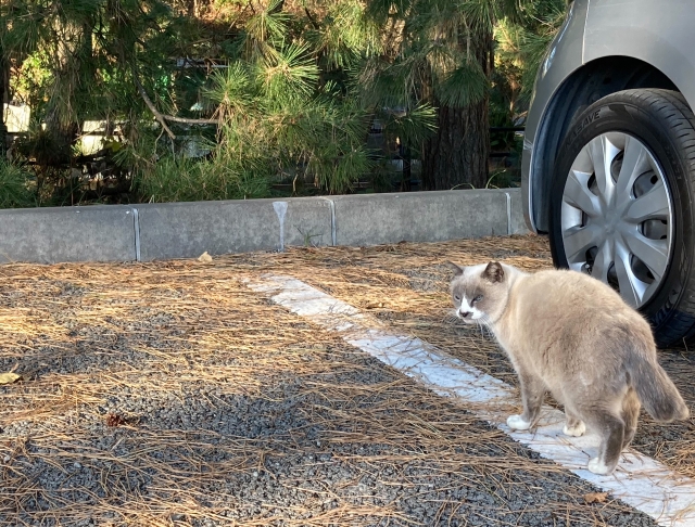 「猫バンバン」の正しいやり方は?車と小さな命を守るためにできること 7 882d6862019258d73bb3a5859cdc2f5b