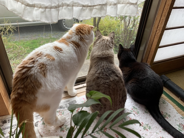 ab90a2e50a4314a853f2f3ab143fe877