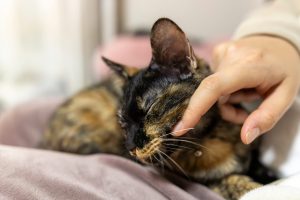 「猫の種類は数あれど」サビ猫編 3 03