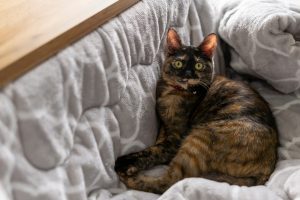 「猫の種類は数あれど」サビ猫編 5 05