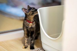 「猫の種類は数あれど」サビ猫編 7 07