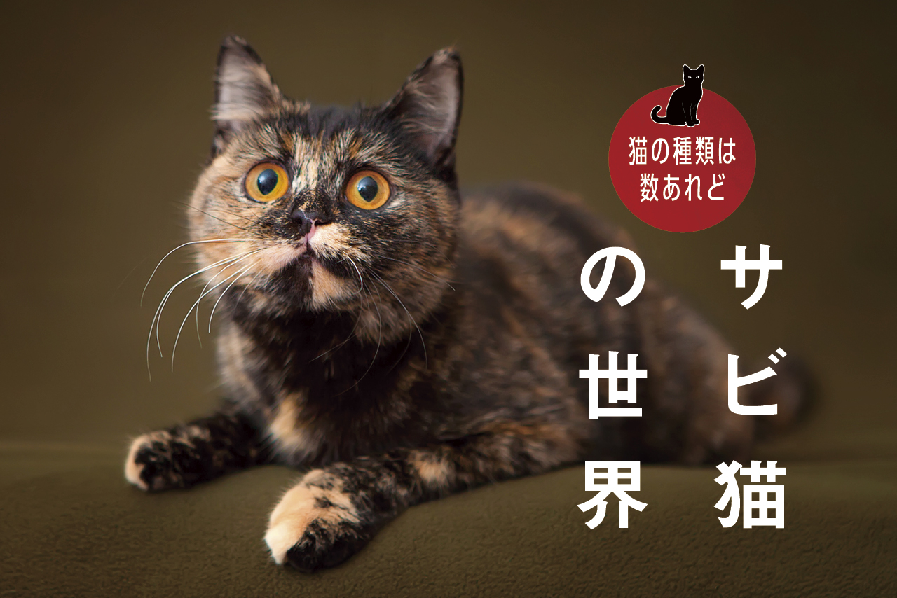 「猫の種類は数あれど」サビ猫編 11 202512 banner