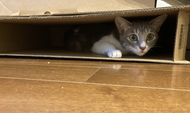 de088d2e5ec6020401ccc05f06e69a6b