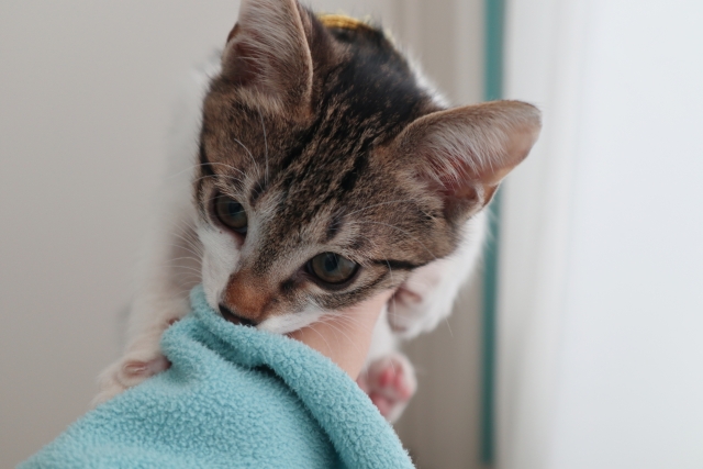 619a53e3e713a00ae40559960ccd2e27