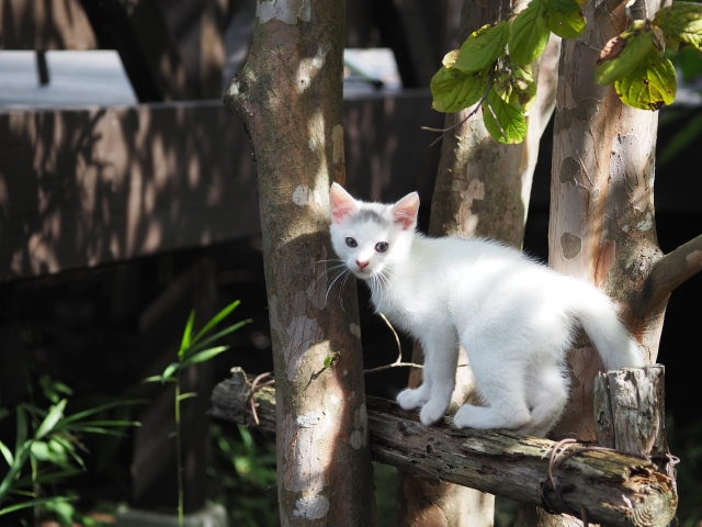 022a9b921bc3e80b06ad4c16b4731956