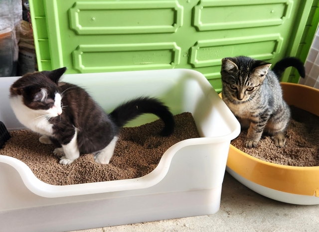 4deab6d96a560a9dff9900f5a23a77b4