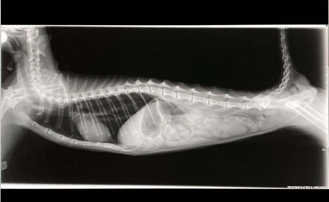 1ce5a656f2f2c1086cbd0b52b09803d6