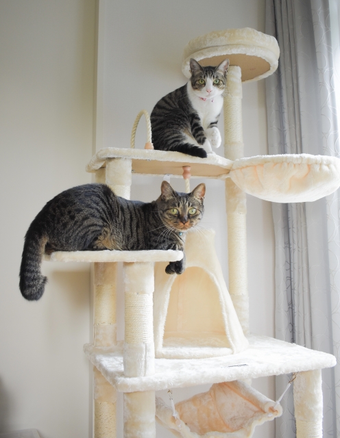 51705b01eb14bd70bc77a3ff4591d72a