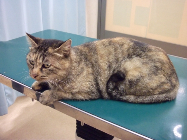 82577899fd3e0e3cb2ea0cdd4b31ab97