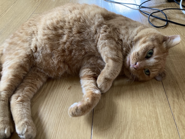 857307bb764817315a369cc9dca7ba06