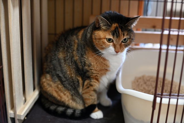 猫の膀胱炎は初期症状で気づいて治療を|原因や再発を防ぐ対策を解説【獣医師監修】 11 4fbf7e8d26d53b12682da4f4609e64e0 2