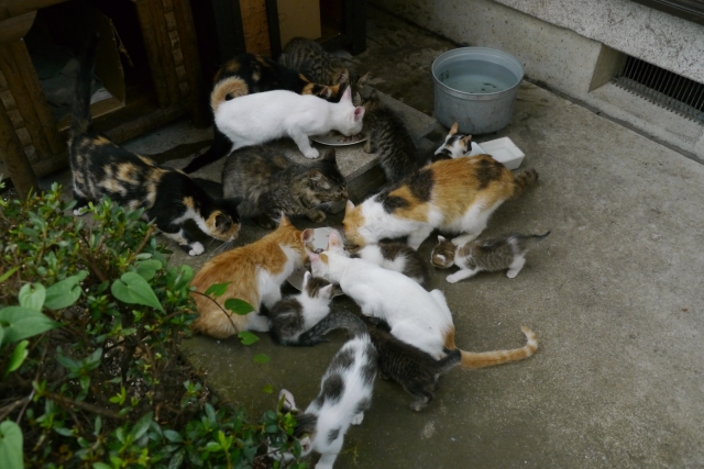 9566590f83fcfa2890b8695802ba2654