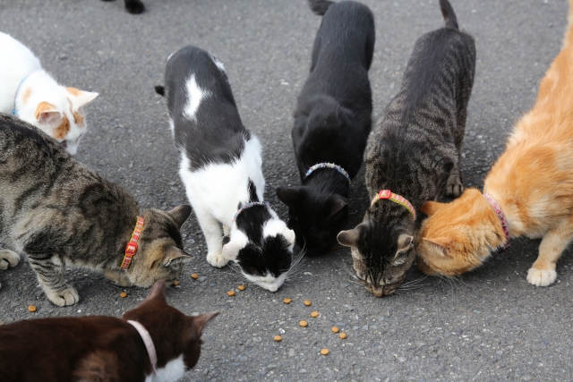 60cc3d2b59b181efa5210a9f96a6343a