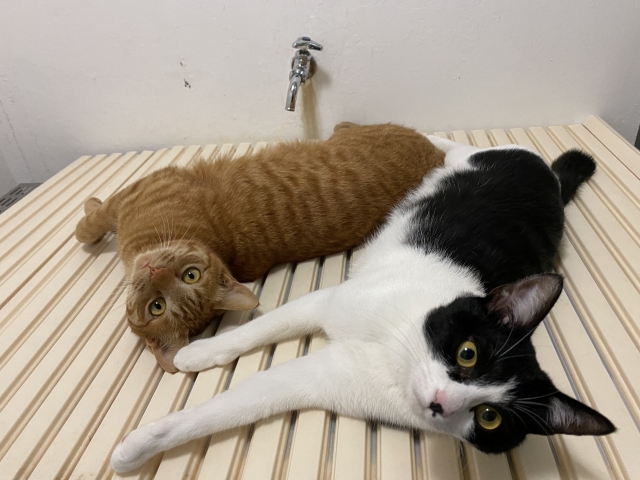 猫にお風呂は必要?暴れない入れ方のコツと嫌がる時の対処法 2 76897bfddb5767e464158f465850e261