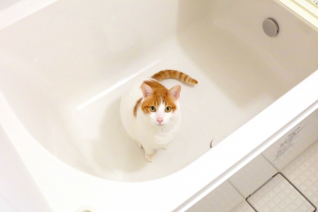猫にお風呂は必要?暴れない入れ方のコツと嫌がる時の対処法 4 75b9f8ce26502f37da5bb2d97d81a895