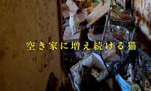 9cbe395f0bd06654b211ddfd00f26b0b