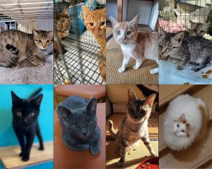 cfa8b3e1fa50b36f2dba85e72feba21e