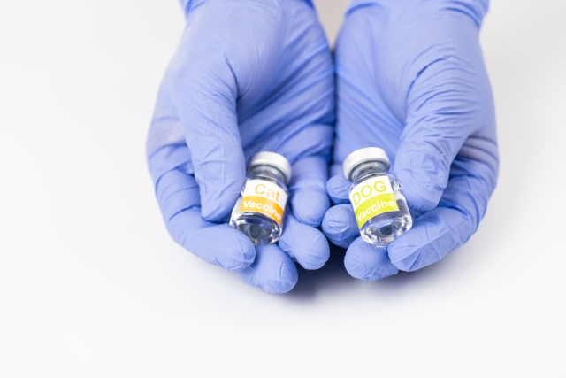 猫の予防接種の基礎知識|ワクチンの効く仕組みや毎年の接種が推奨される理由を解説【獣医師解説】 5 e9c08615300fbb9e03485777f6e1e42d