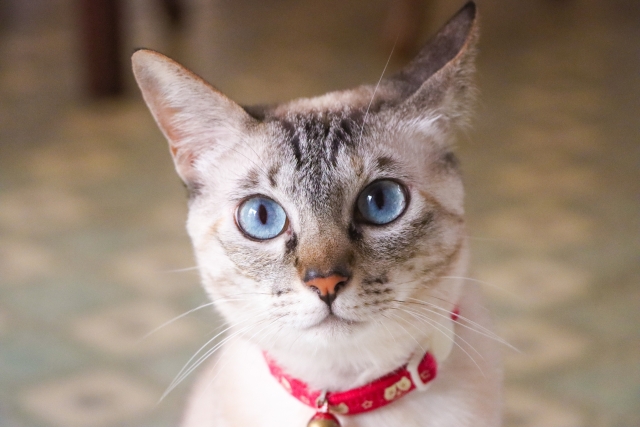 猫の予防接種の基礎知識|ワクチンの効く仕組みや毎年の接種が推奨される理由を解説【獣医師解説】 6 e21325aee0982953803df28c5a2b0c60