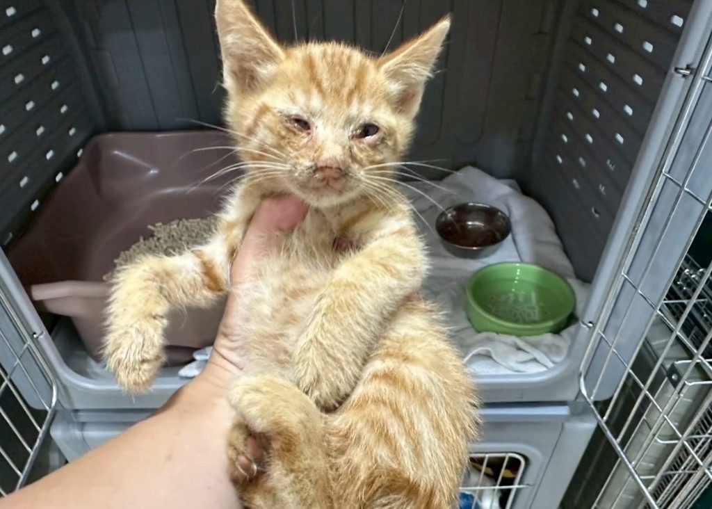 猫の予防接種の基礎知識|ワクチンの効く仕組みや毎年の接種が推奨される理由を解説【獣医師解説】 7 641894ce84428ed54c9258ceed7b07de