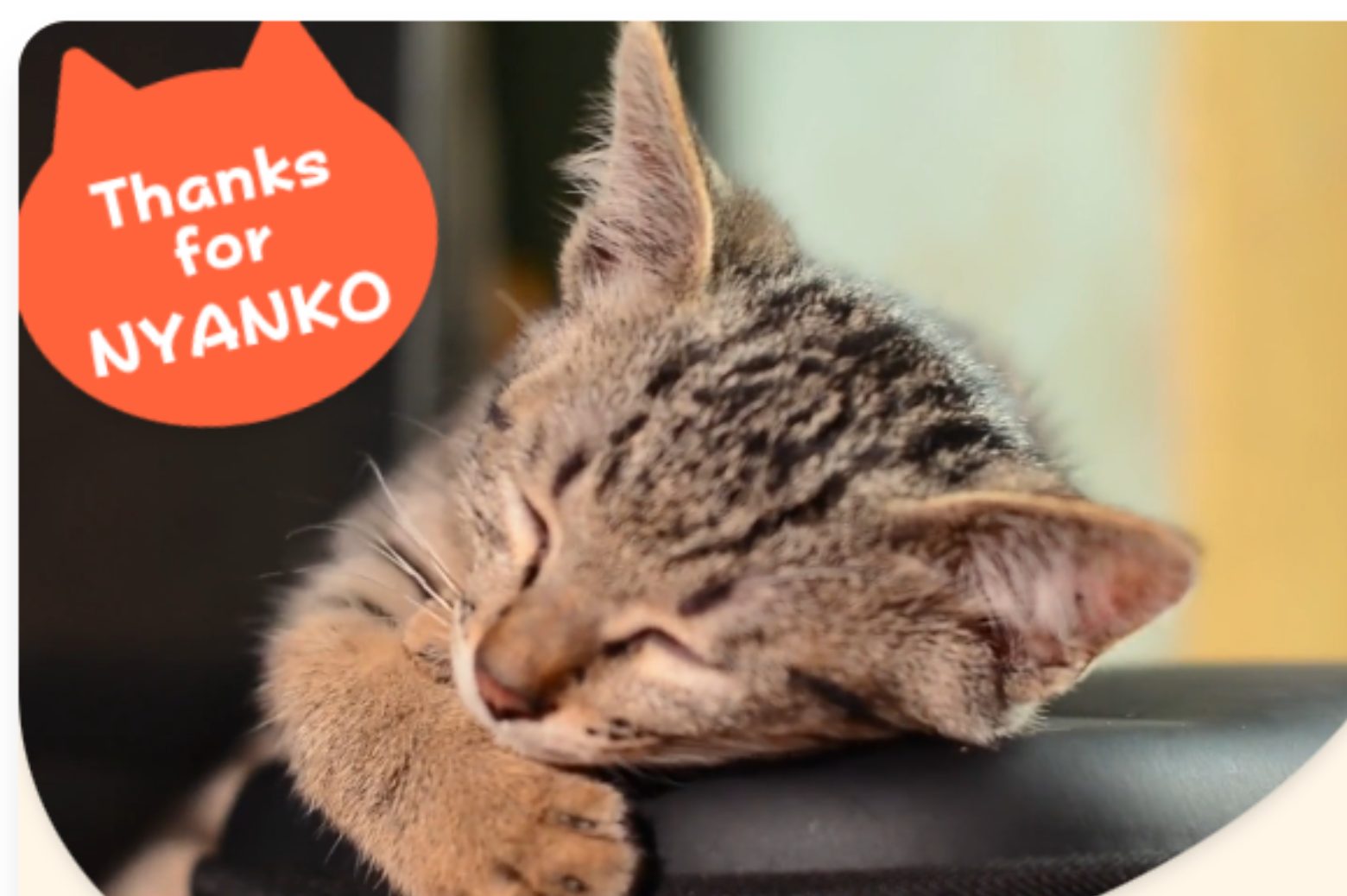 応援企画!【2月22日猫の日記念】能登のニャンコを寄付で応援 10 4b38df9310d67c5d1e096f5e338ae77c