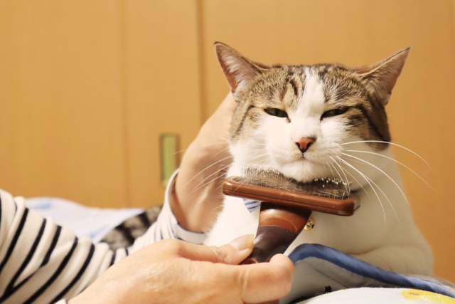 056984f88dab1aa05d984a4a576441cf