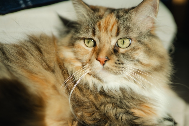 a44d3c225812aa9ca5c9a1eb82757040