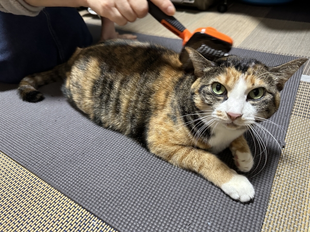 7d9850d1524589f12d8f3444e46bb464