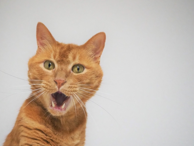 24f0edd3586495d14ba6e3c376ba1088