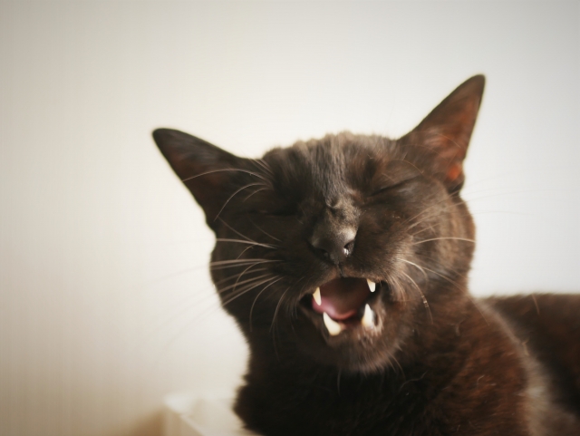 695a5c13396ac56ef97fde46d360e327