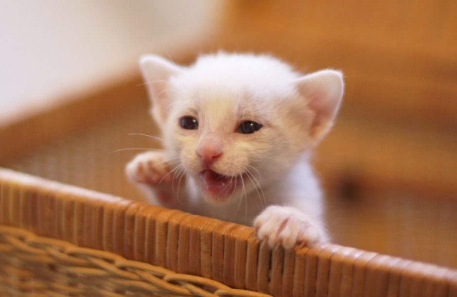 f184bdcd054b85ad86da6fce1c160f7b