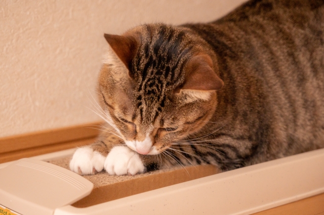 c209794f754fff05460e3bd12e70ea61