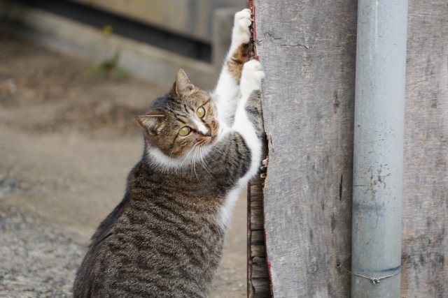 6608f211a3500e2933e087ce9caa6470