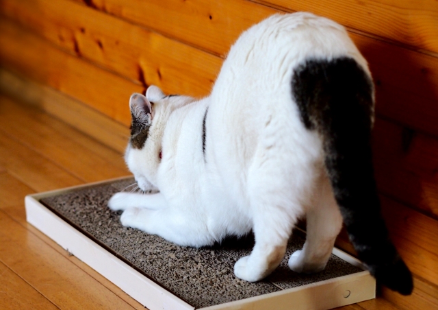 b10bf348d1a95811570dedaeb2672304