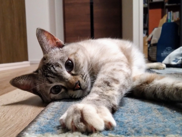 67c3293ef4a5514c16304c1a11bfe1b9