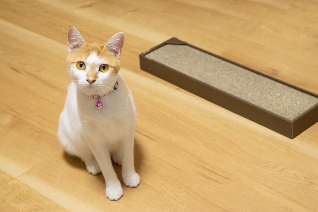 0fd307c2661fa69773e5b469de2ba157