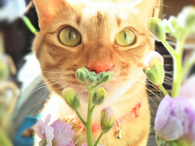 c74705ecf49e4b57a989d5477cf401b7