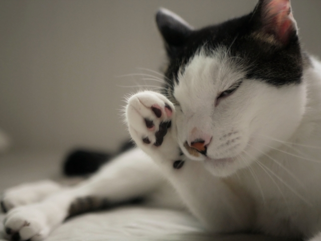 2cc6ef467d4f51f323f1212f11bf92d4