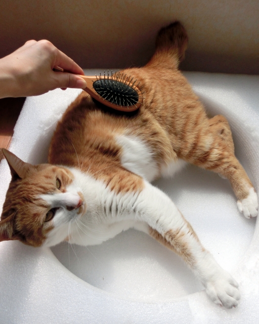 0fb01d2d4d095e9aaf818a282ee5009d