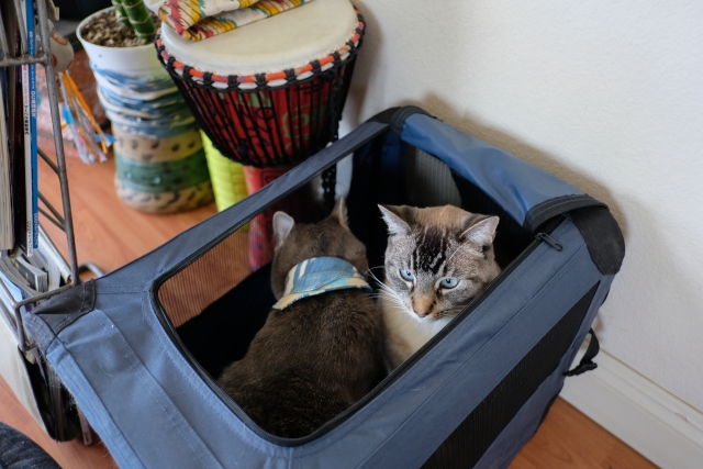 b0cee883316c9e3dace0a2c9ec69d4d7