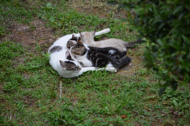 89ac554057ea70fc9b287abcbe2504bf