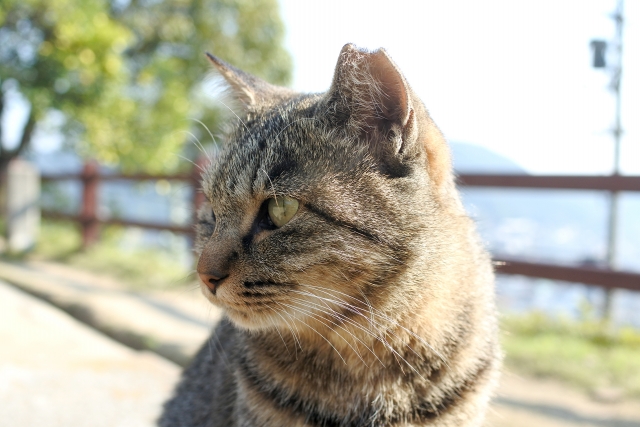 806f2759474598fd5361153c7ffa2f71