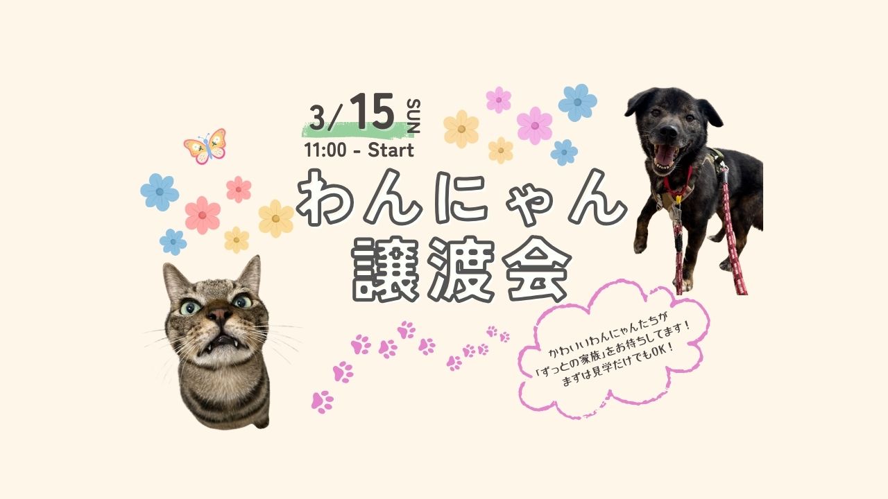 31a5fbb611d5ee9bcdc44838a572874a