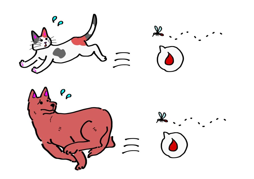 フィラリア症は犬だけの病気じゃない!猫のフィラリア症の基礎知識【獣医師解説】 2 6b49551d7118d3e9c6cdcfdd64f87e21